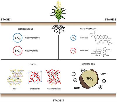 Assessing the Adsorption of Bipyridinium Herbicides on Model Soil Granular Media